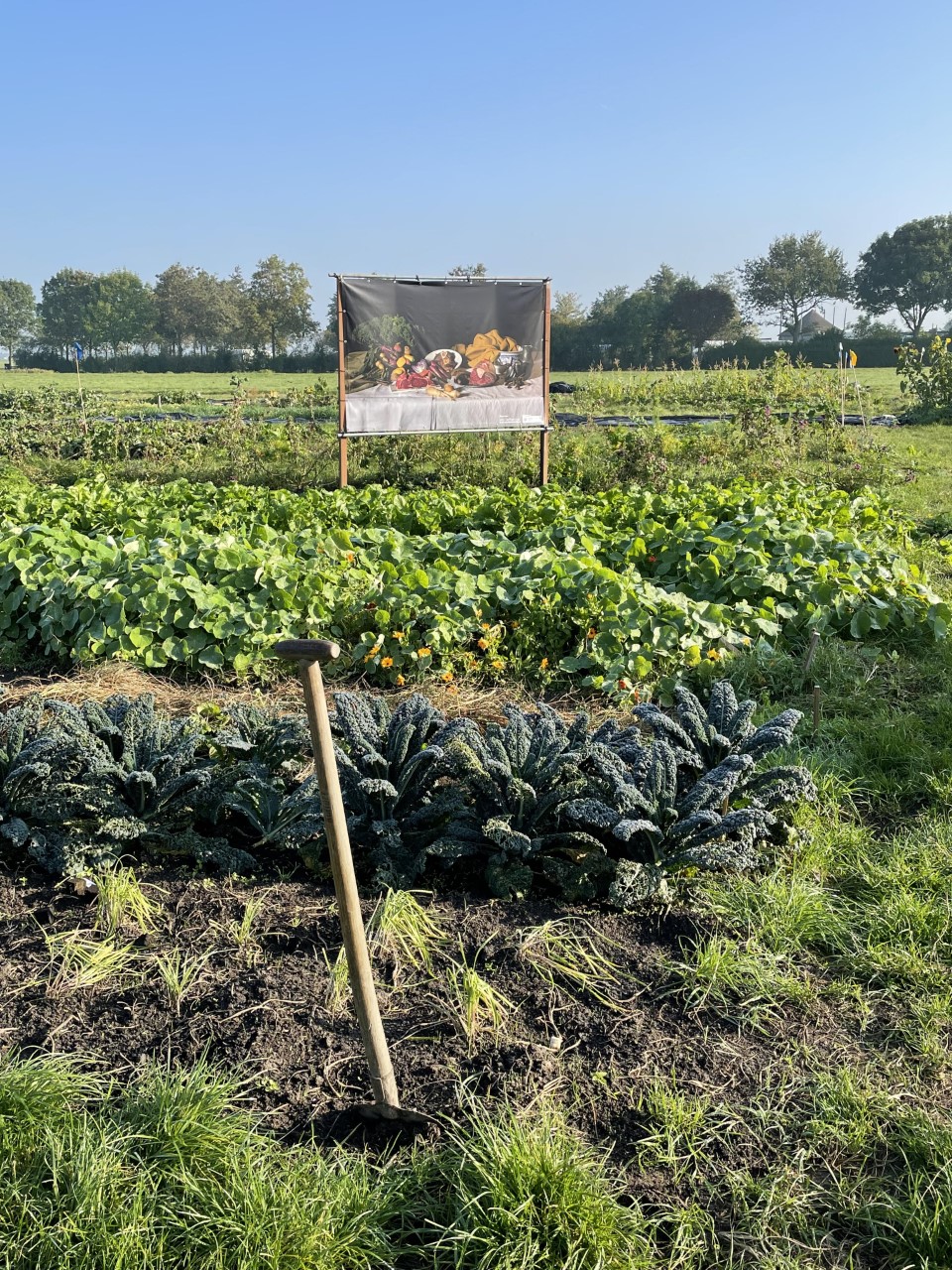 Midden-Delfland Vereniging: ruimte maken voor moestuinderijen
