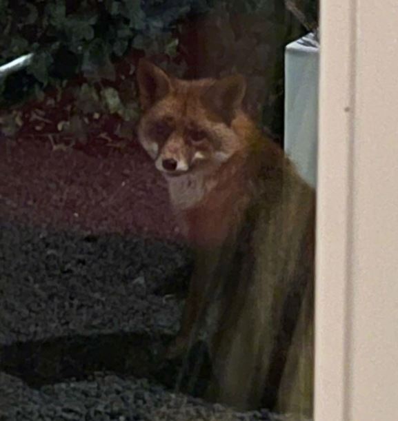 Een paartje vossen in de tuin in Schiedam Noord