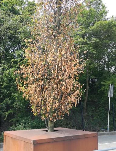 'Bewaarbomen' in erbarmelijke staat