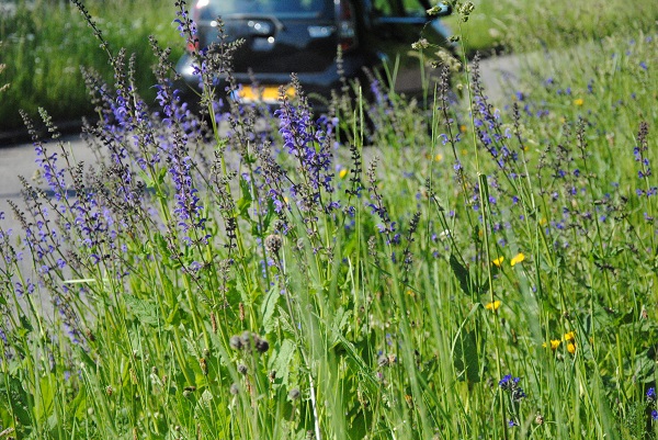 Door voortaan in mei niet of minder te maaien, wil Schiedam bijenstand verbeteren 