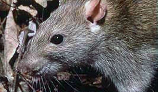 Raadsleden overspoeld met meldingen bewoners van rattenoverlast