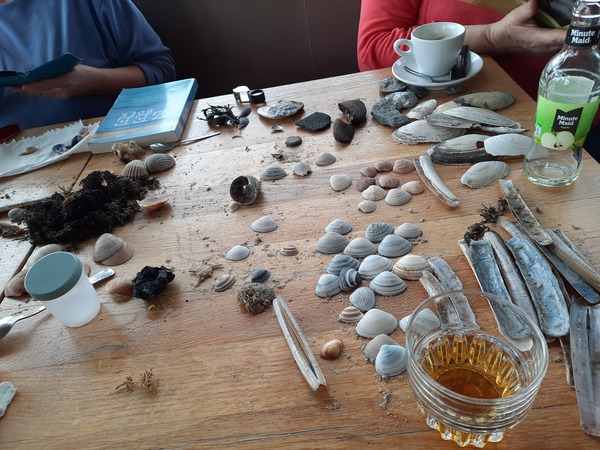 Natuurcafé over schelpen