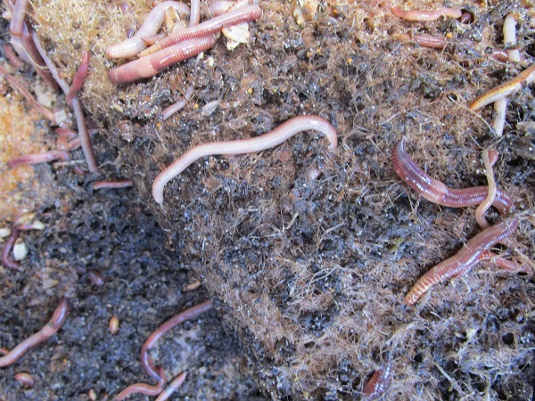 'Bodem is basis van het leven en wormen zijn levende goud van de aarde'