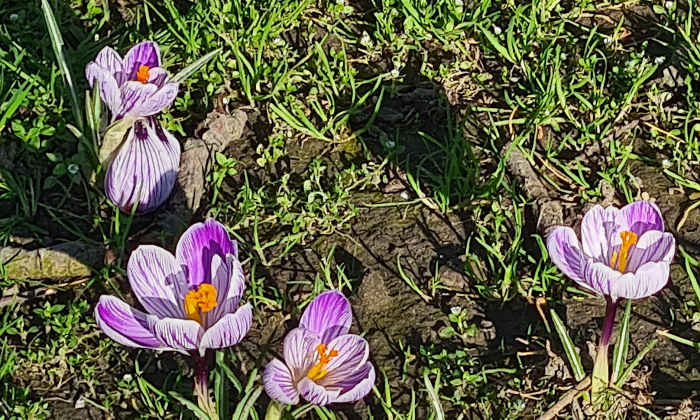 Bulgaarse gemeenschap viert lentefeest Baba Marta