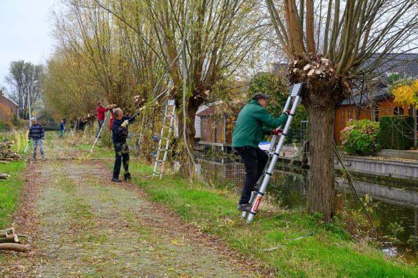 Natuurlijk Delfland gaat weer wilgen knotten