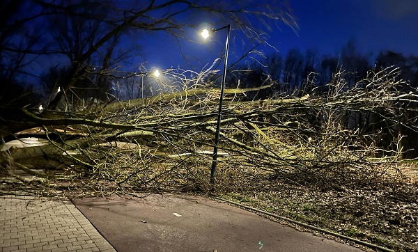 Bomen gestrekt in Beatrixpark