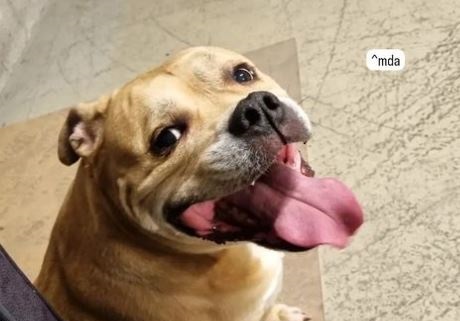 Politie Schiedam: 'Heeft iemand enig idee wie het baasje is?'