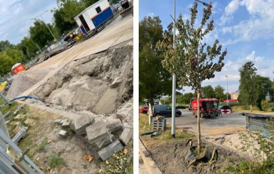 Bomenridders eisen dat gemeente optreedt tegen graafwerk warmteleiding