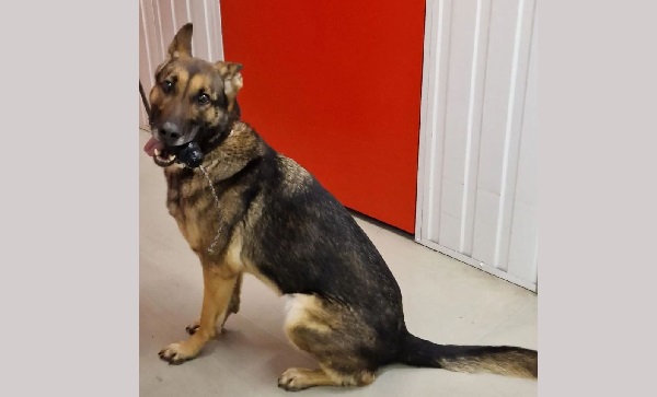 Dankzij speurhond box gevonden met benodigdheden kwekerij