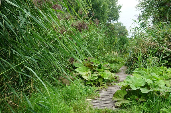 Weelderig groen is inspirerend voer voor fotografen