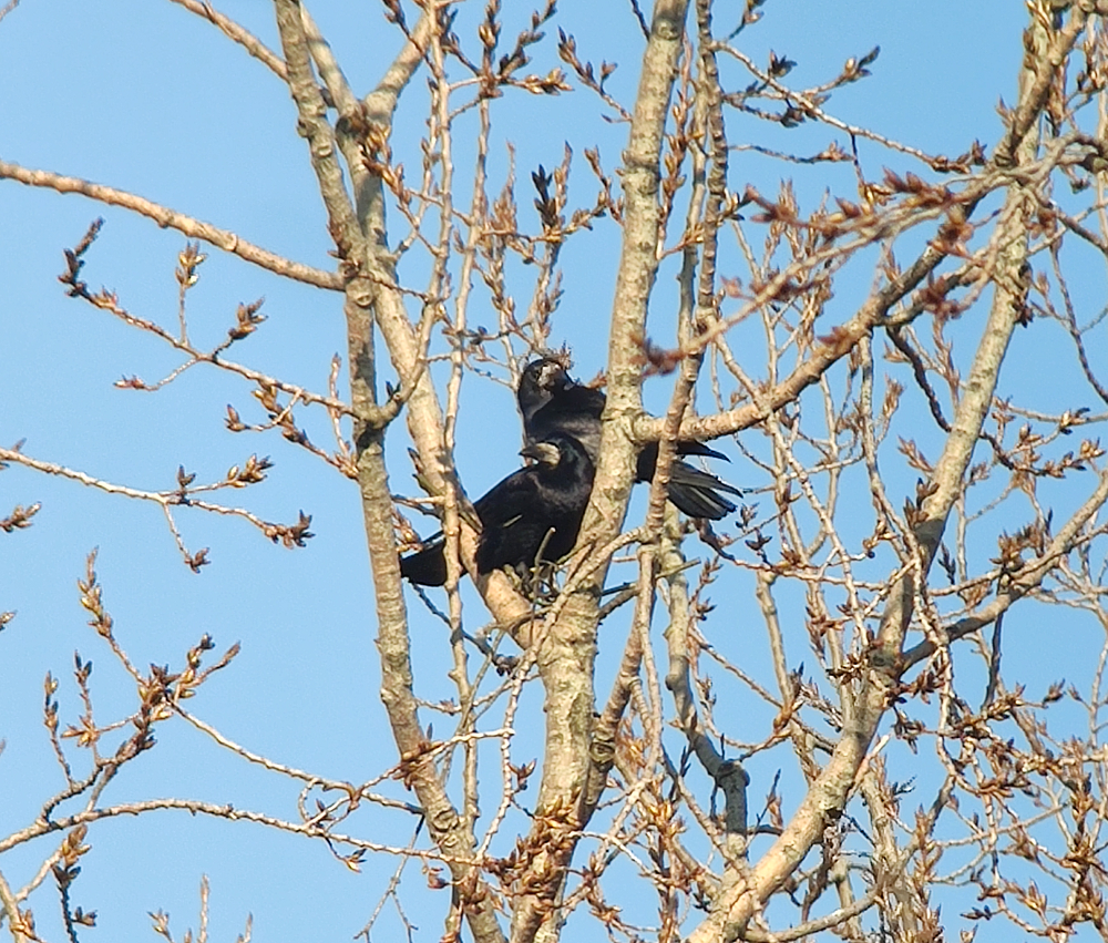 De roekenkolonie van Maassluis kan blijven broeden