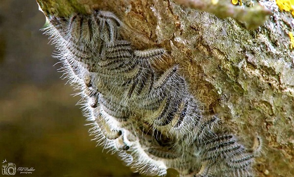 Deze rupsen lopen achterelkaar aan en hebben elk 700.000 brandharen