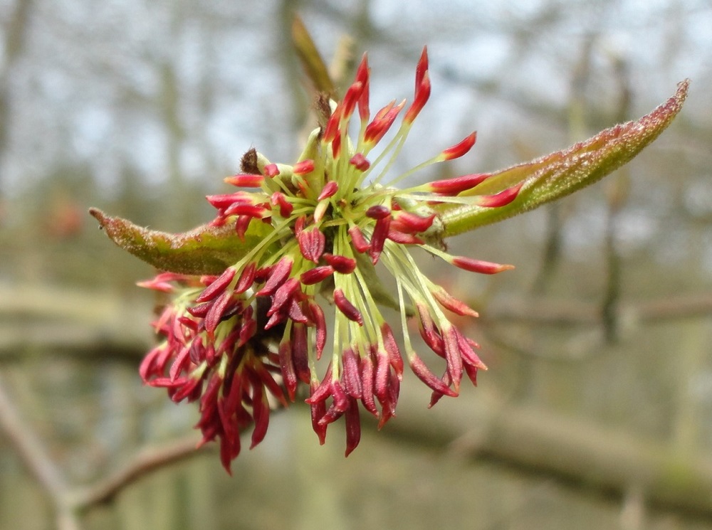 Op zoek naar de Perzische ijzerhoutboom