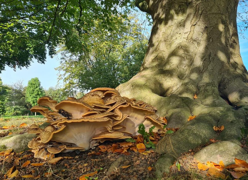 Er komt een onderzoek naar bedreigde oosterse beuken
