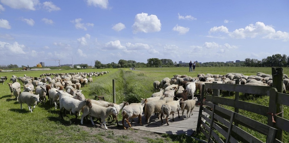 Meelopen met schapen en herder
