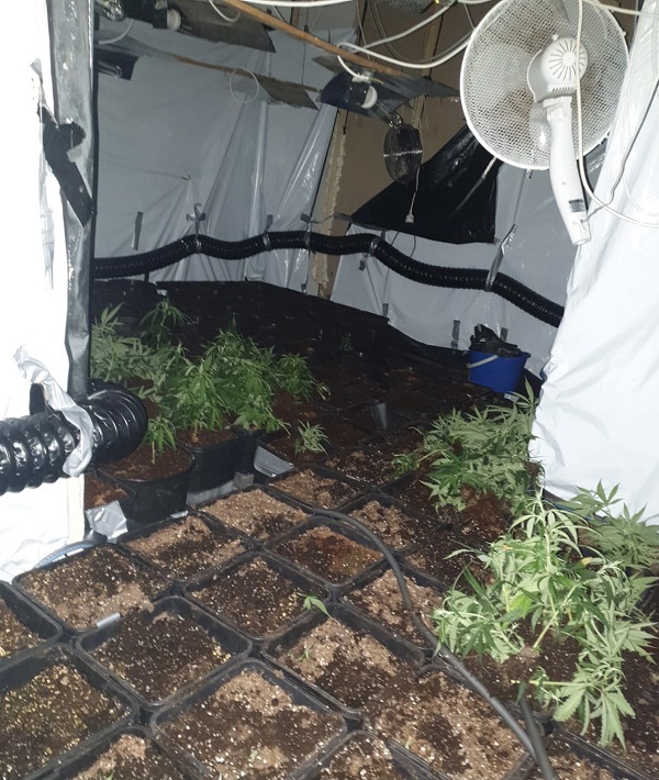 Hennepkwekerij met 240 planten platgelegd