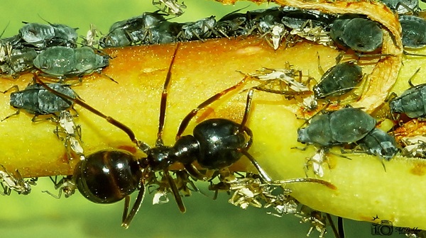 De zwarte wegmier die wil je niet in huis hebben