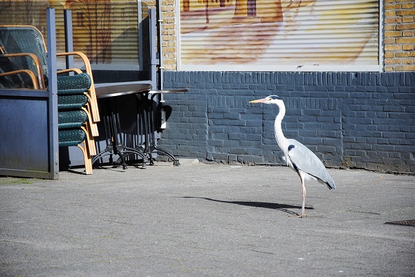 Deze terras-reiger zit er weer