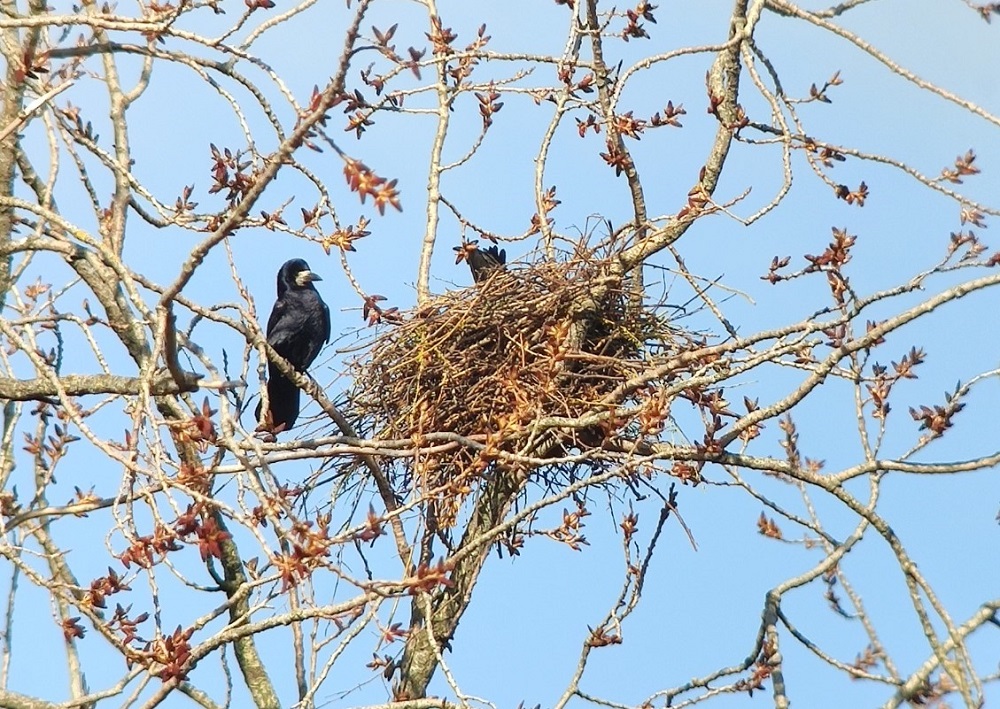 Natuurcafé over roeken in De Boshoek