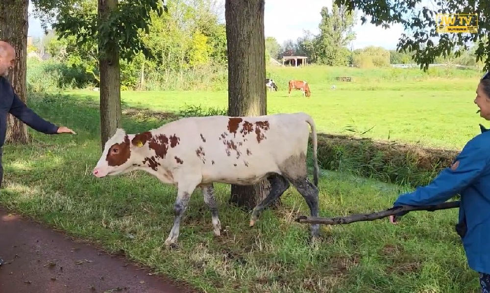 Koe heeft het gezien in de weide en wil het park in