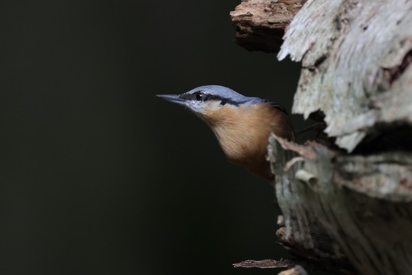 Expositie Svintha’s fascinatie voor vogels