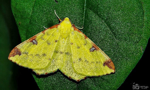 Ook deze vlinders kun je tegenkomen in Schiedam