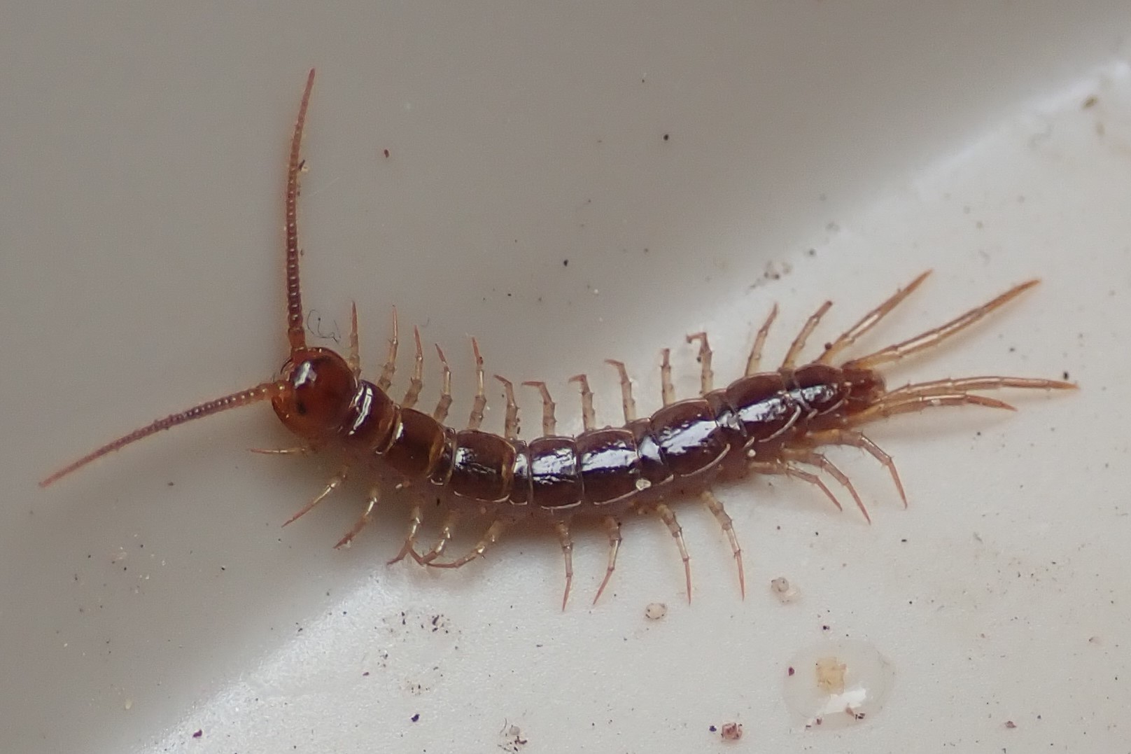 Maak kennis met bodemdieren