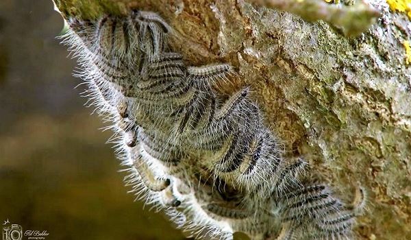 Het mooie weer brengt ook de eikenprocessierupsen met zich mee