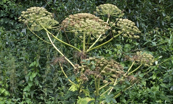 Zo zit dat met: de bestrijding van duizendknoop en bereklauw