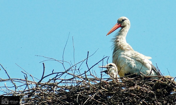 De ooievaar is langs geweest bij de Familie Ooievaar