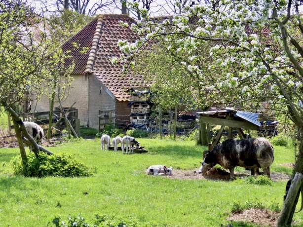 Fiets langs de bloesems en geniet van de lente