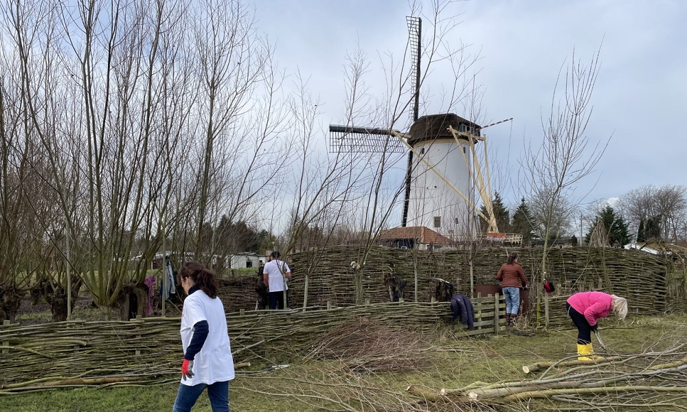 Restauratie volkstuinhuisje (1950) dat bij molenerf wordt getrokken