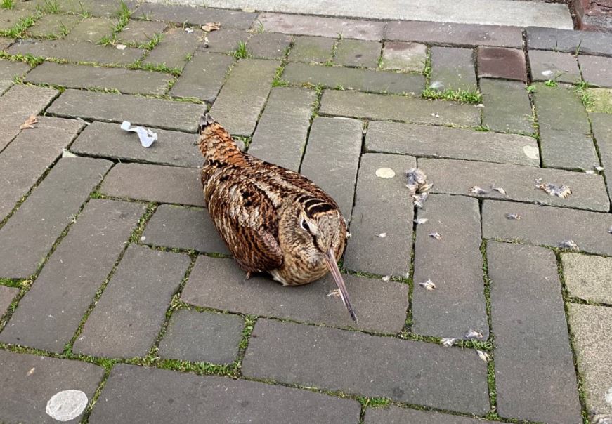 Deze unieke steltloper is aangetroffen in centrum van de stad