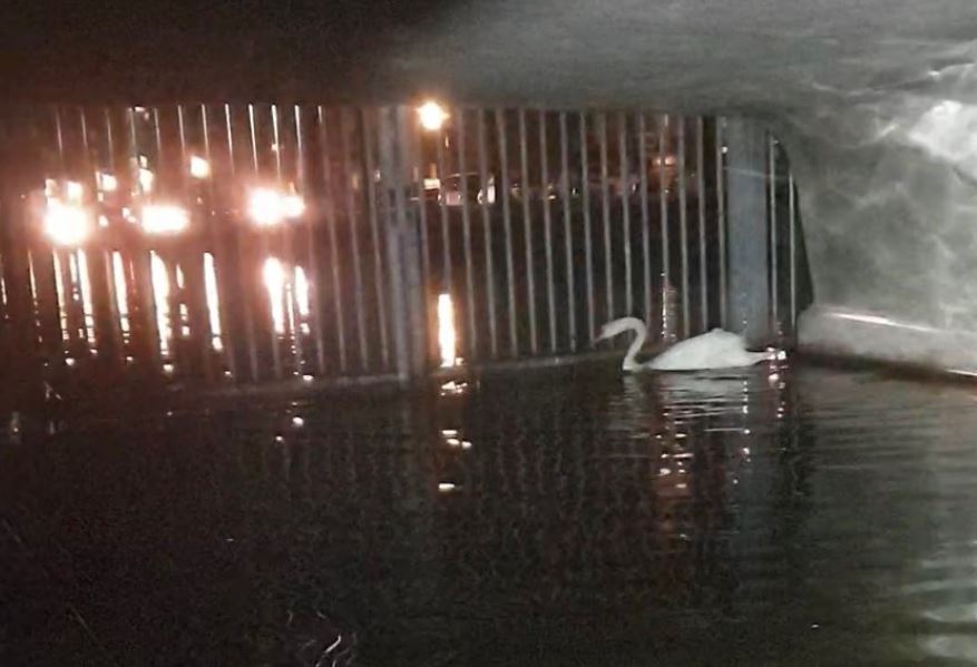Bevrijding van zwaan die achter tralies gevangen zat