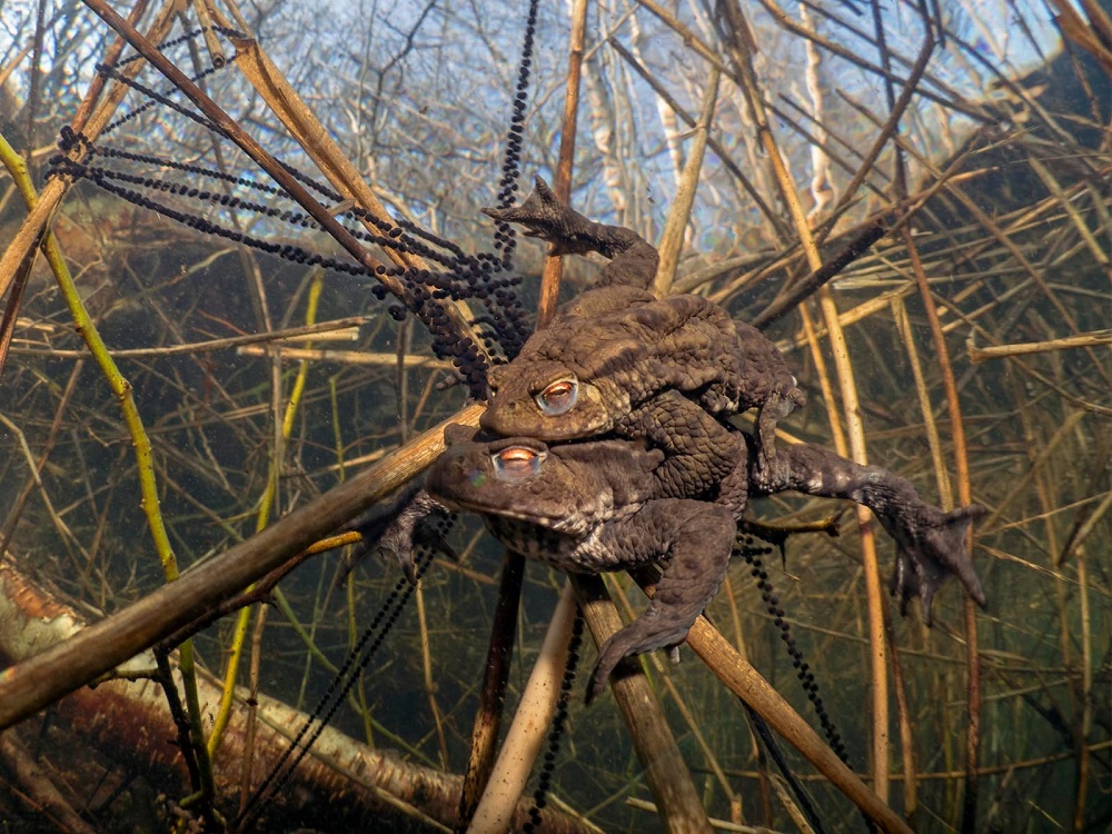 Excursie 'Red de pad' en lezing via Zoom
