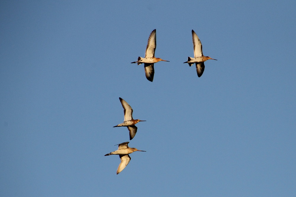 'Natuurcafé Vogeltrek' in De Boshoek