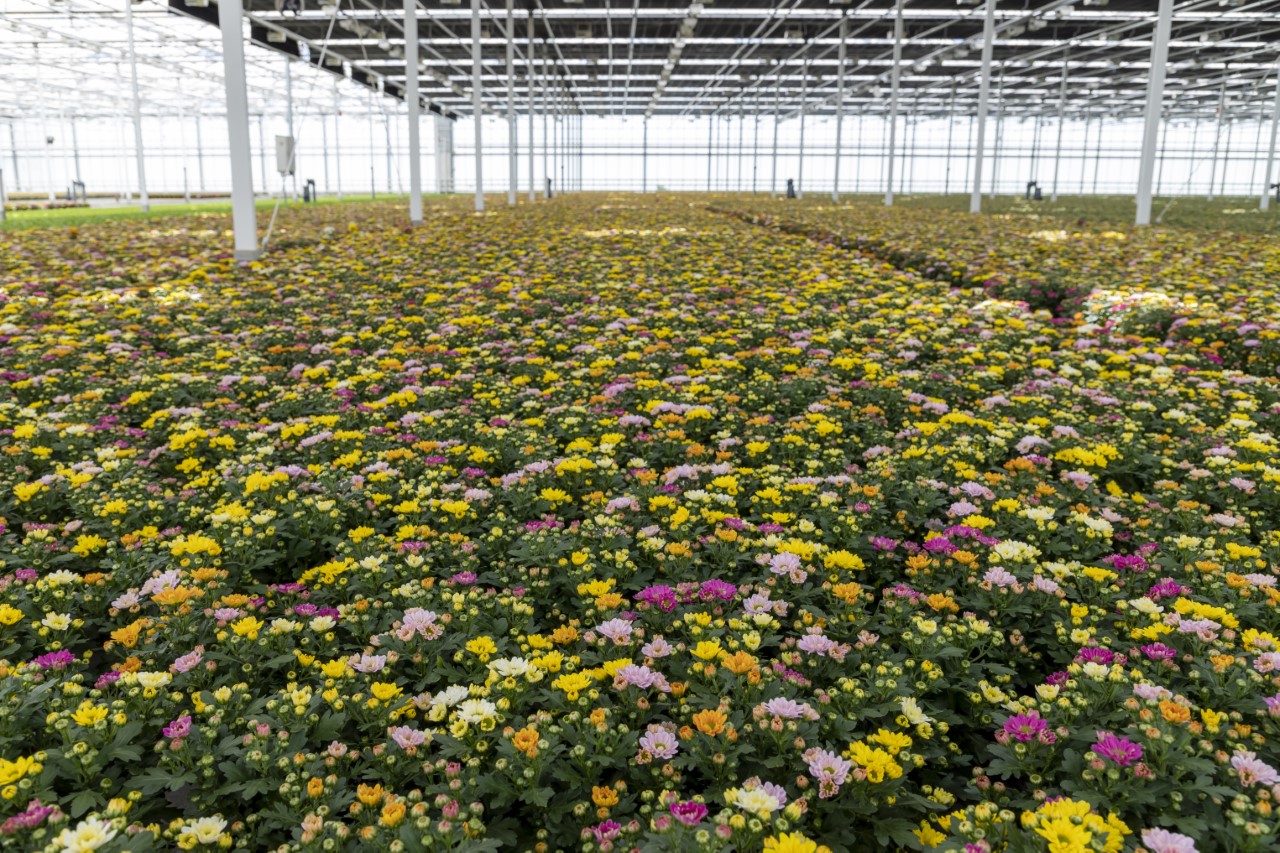 Kom in de Kas en kweek liefde voor groen 