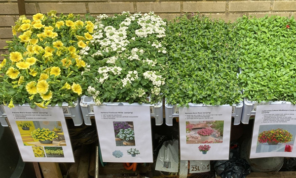 Stekjes & Plantjes Dag op Landvreugd voor het goede doel