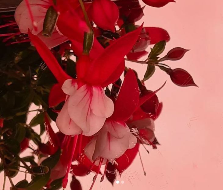 Een uitvaartverzekering afsluiten om je nabestaanden te ontlasten