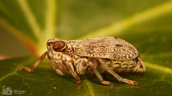 De dinosaurus onder de insecten gespot in Schiedam