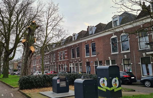 Deze boom heeft net voor de kerst een beurt van de kapper gekregen