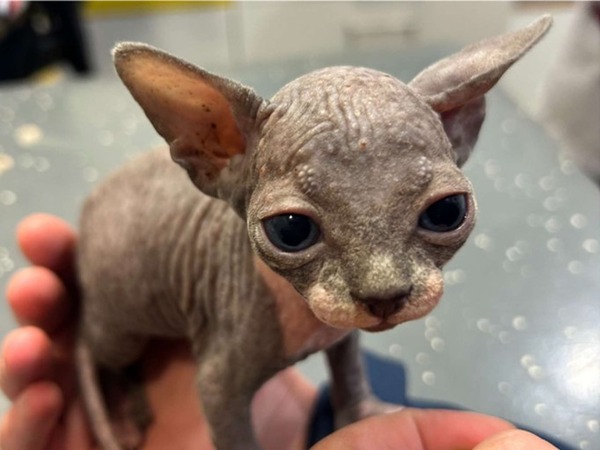 Man riskeert boete van duizenden euro’s