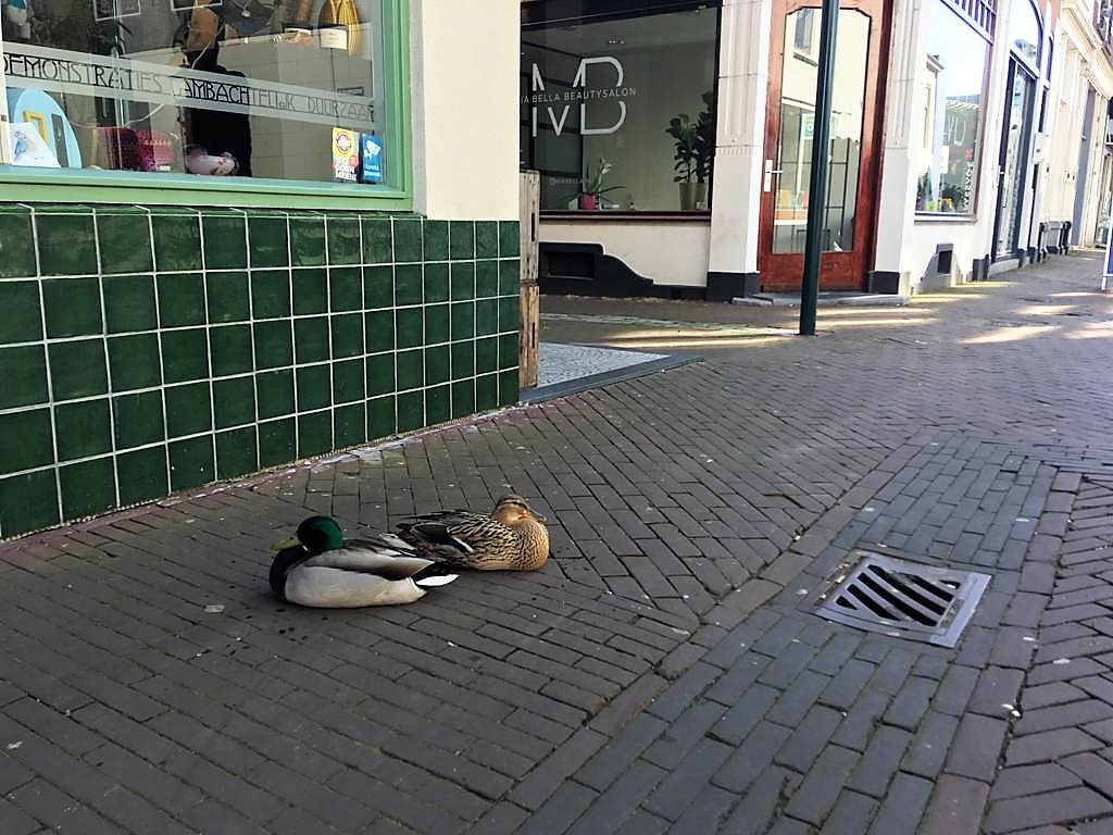 Deze eendjes zitten helemaal op hun gemak op de Hoogstraat