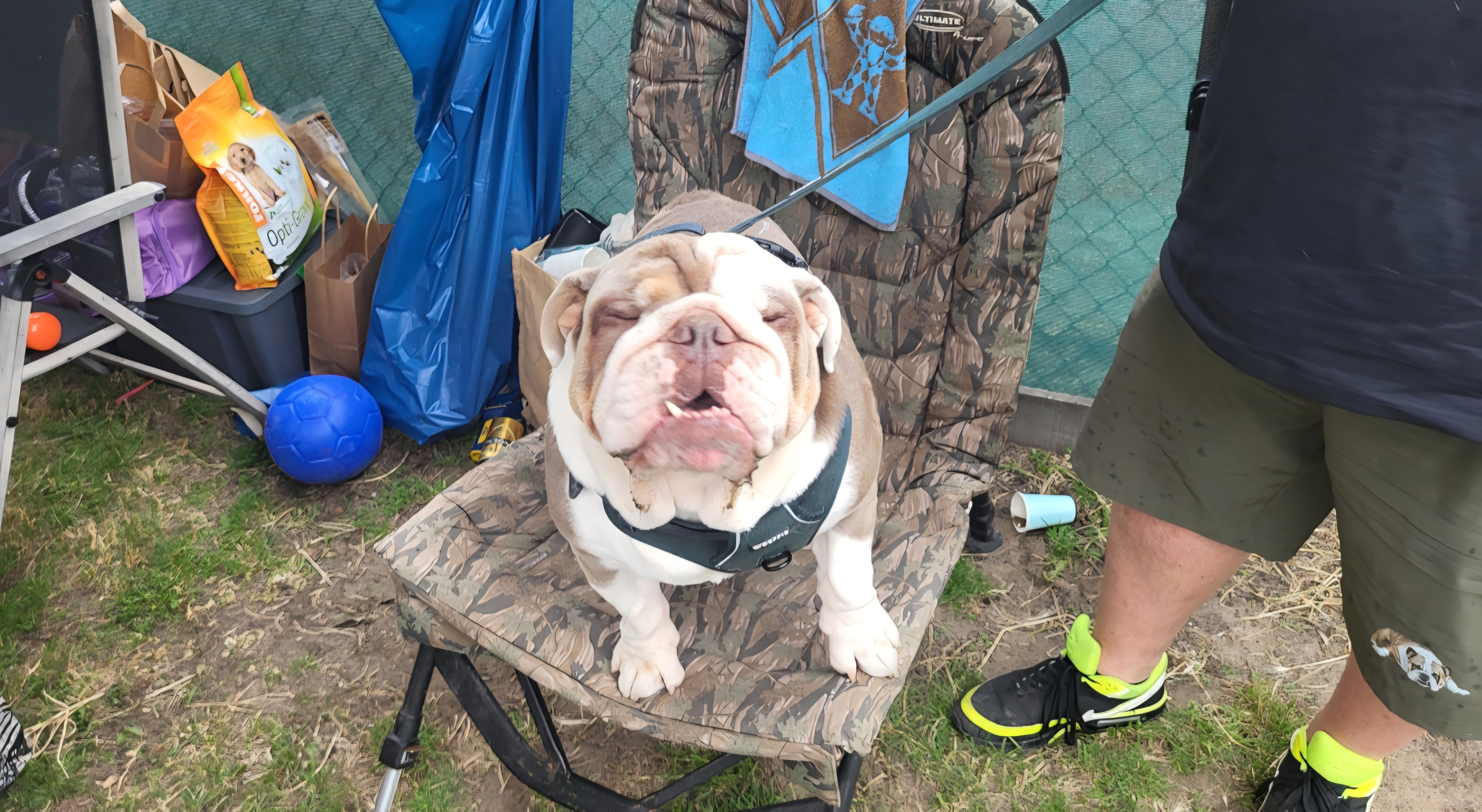 Fun Show bij Dog Training School Schiedam