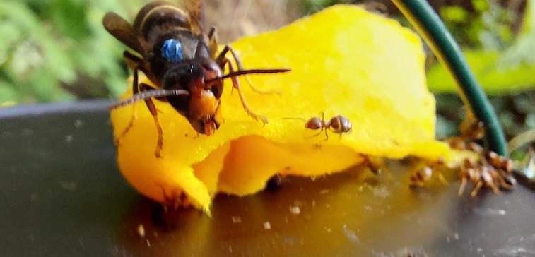 Nest gevaarlijke Aziatische hoornaars geruimd