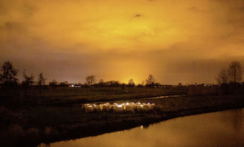 Lichtjeswandeling met schapen vanuit Schiedam Noord