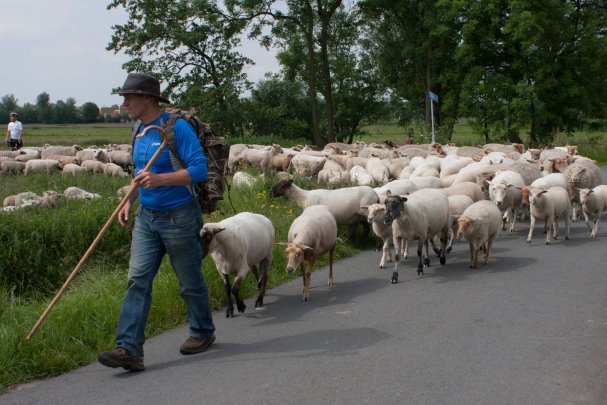 Lopen met de herder en weidevogels van Midden-Delfland
