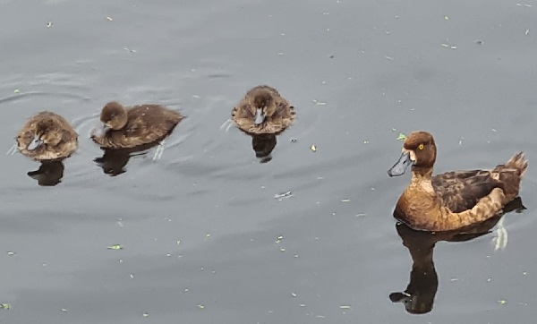 Kleine duikertjes in Schiedam Noord