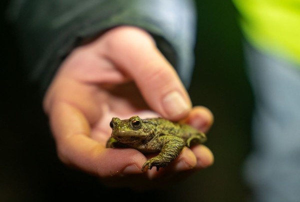 Help de padden weer oversteken