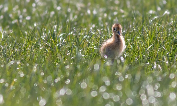 Vogelexcursie in Duifpolder en Commandeurspolder 